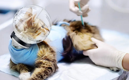 ClearCalm Cat Grooming Bubble